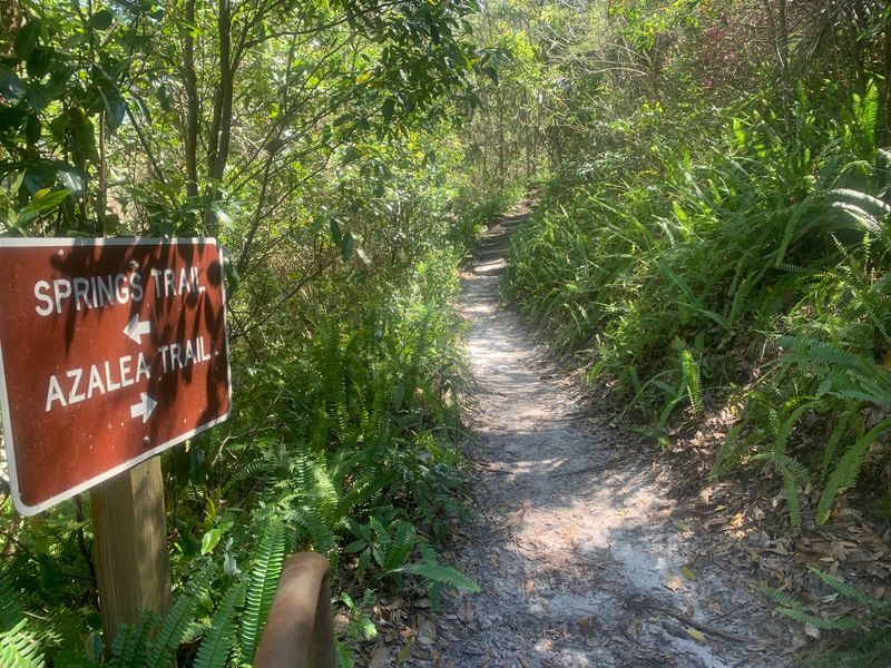 Azalea Trail At Ravine Gardens State Park, Palatka