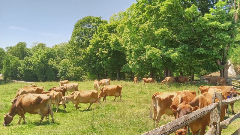 Jersey Cows Supply The Milk Behind The Scoops