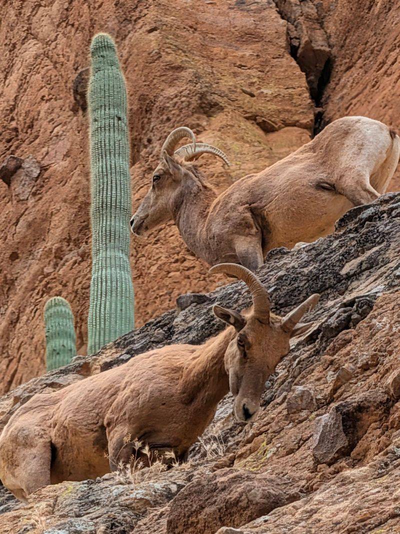 Wildflowers, Bighorns And Cacti
