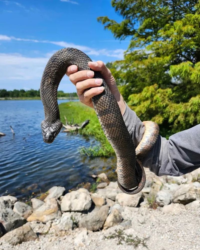 Snakes Keep The Lake Healthier Than You Think