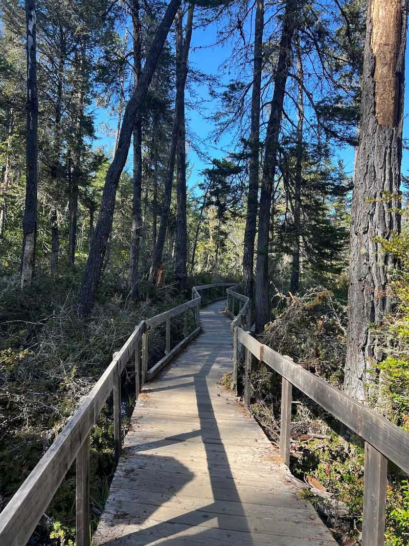 The Pygmy Forest At Van Damme State Park, Little River