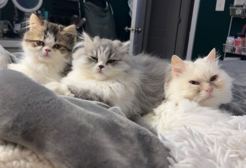 McCracken County Humane Society