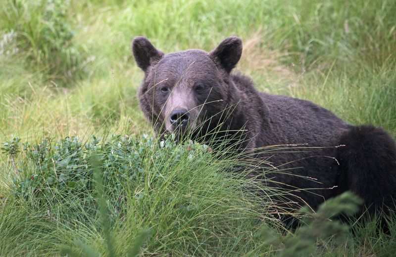 Baxter Creek Trail To Mount Sterling, Near Waterville, North Carolina