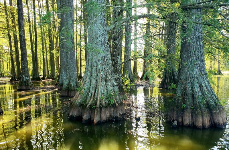 10 Delaware Getaways That Feel Like Quick Escapes Without Topping $50 - Decor Hint Trap Pond State Park