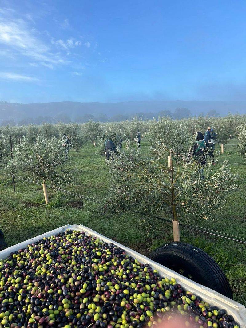 Discover The Olive Grove Beyond The Purple Fields