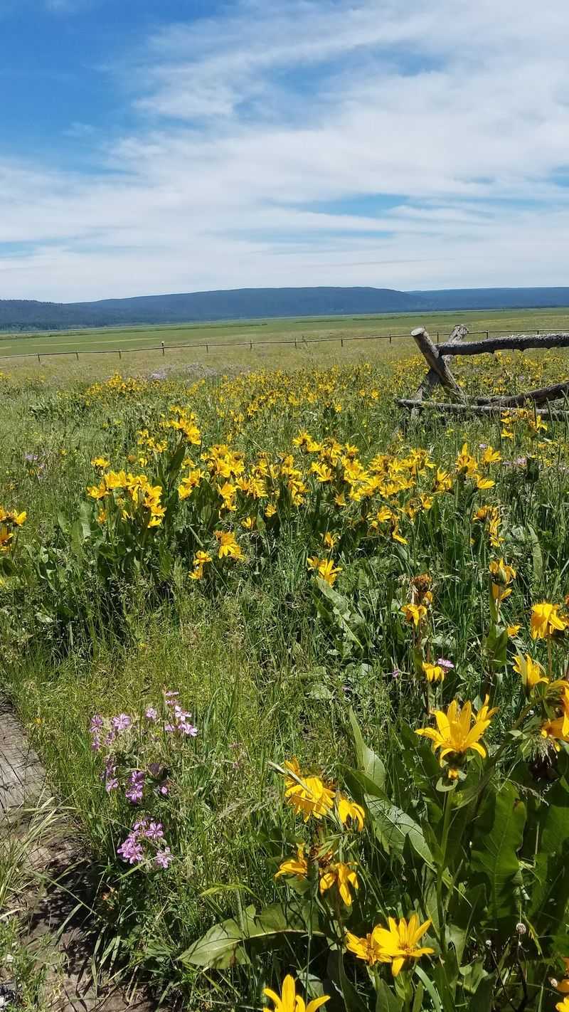 Follow The Henrys Fork When You Want Water Views With Your Wildflowers