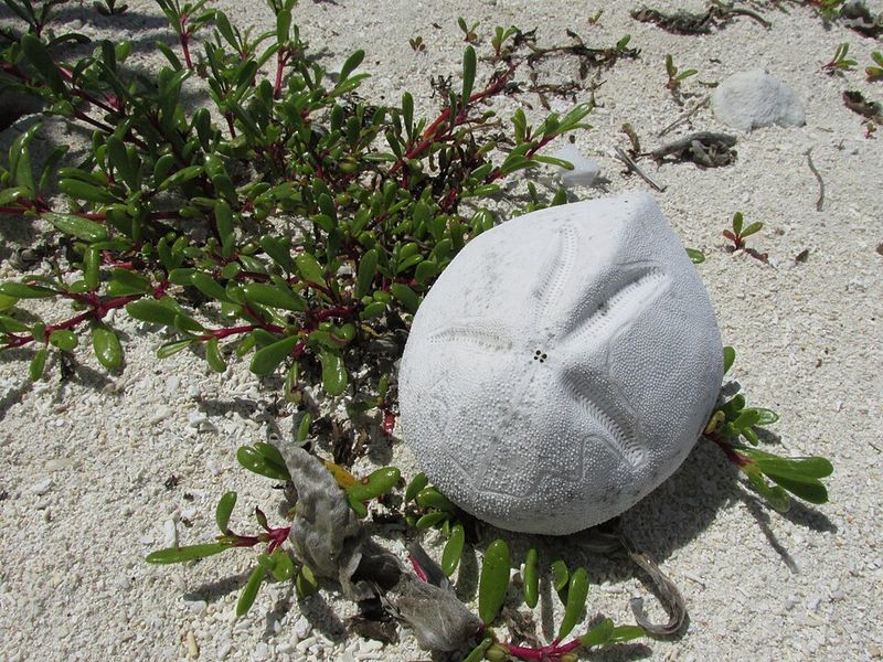 This North Carolina Beach Is One Of The Few Places You Can Hunt For Ancient Sea Biscuits - Decor Hint Learn Why Beach Nourishment Exposed Fossils Hidden Offshore
