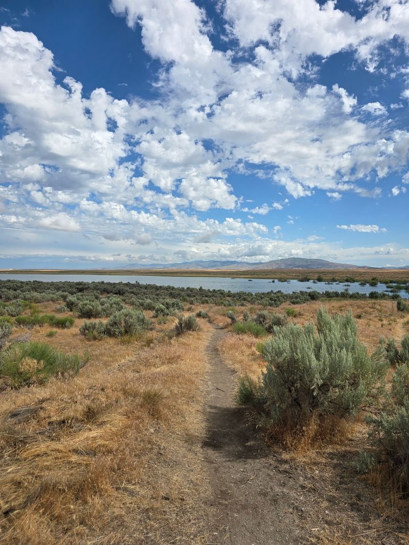 Follow The Trails Through Open Habitat Around The Water