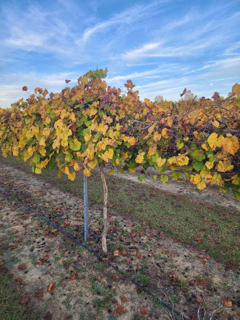 This 2-Acre North Carolina U-Pick Vineyard Is Loaded With 4 Kinds Of Muscadine Grapes - Decor Hint Come During The Late-August-To-October Harvest Window