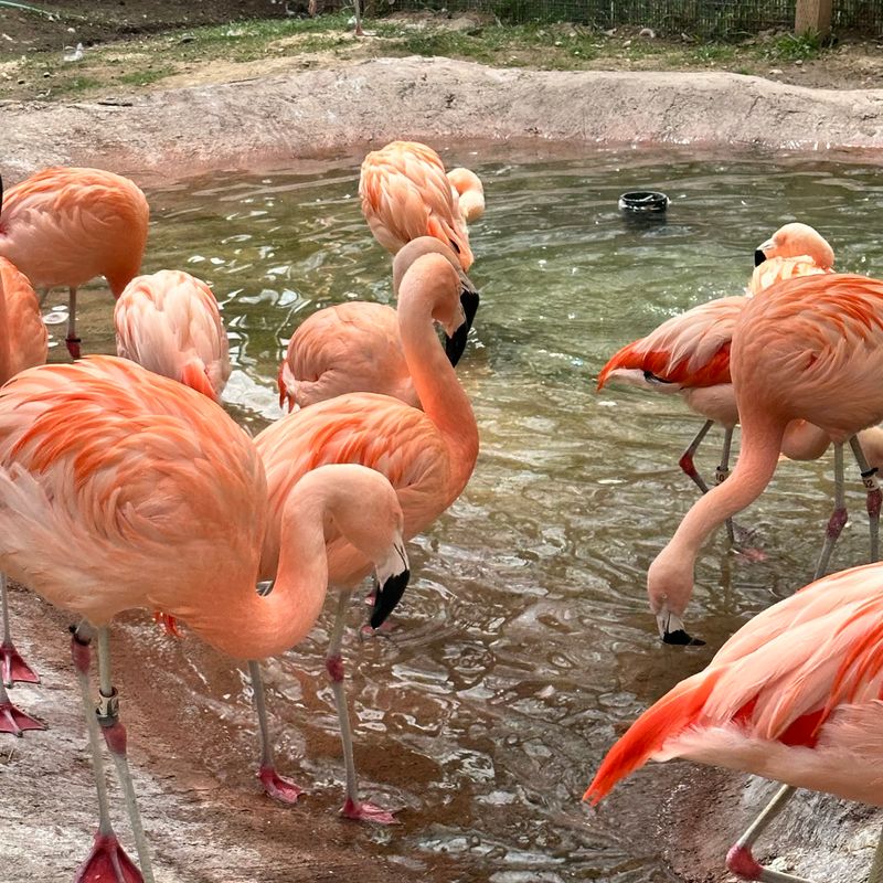 Leave Wondering How This Small Zoo Packs In So Much