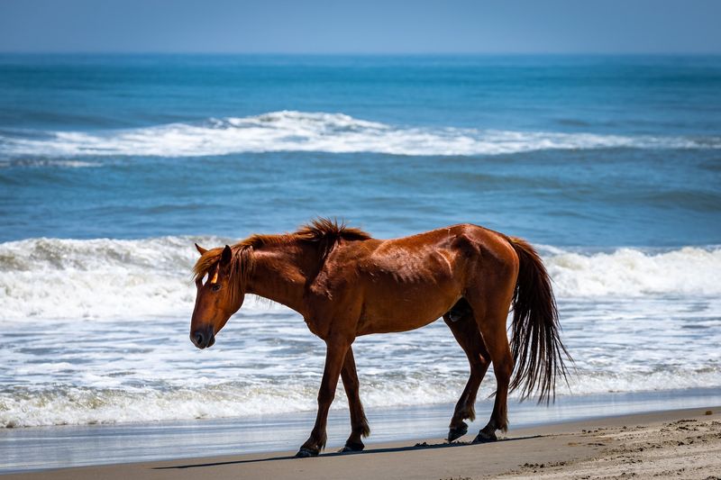 Book A Wild Horse Tour And Head North Onto The Beach