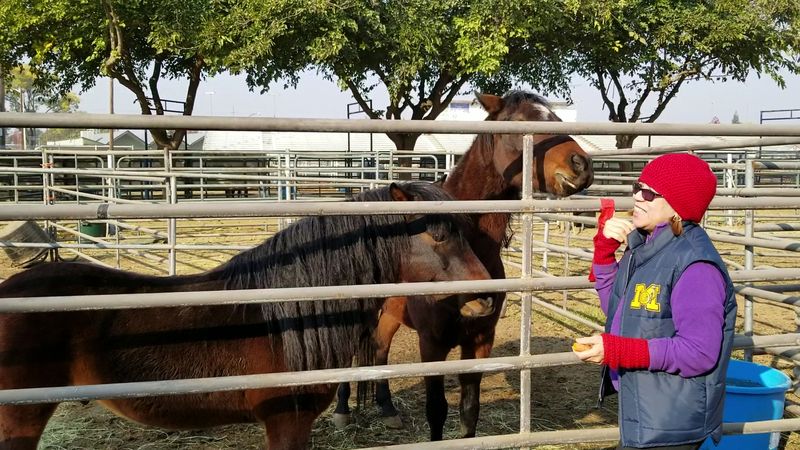 Catch The Horse Shows And Showmanship Events