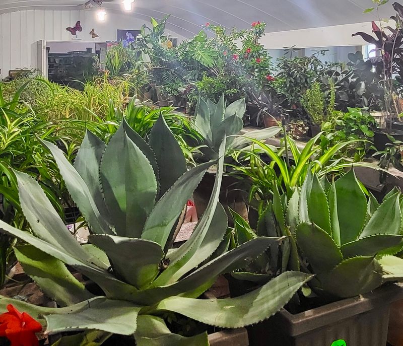 Check Out The Succulents Before Moving On