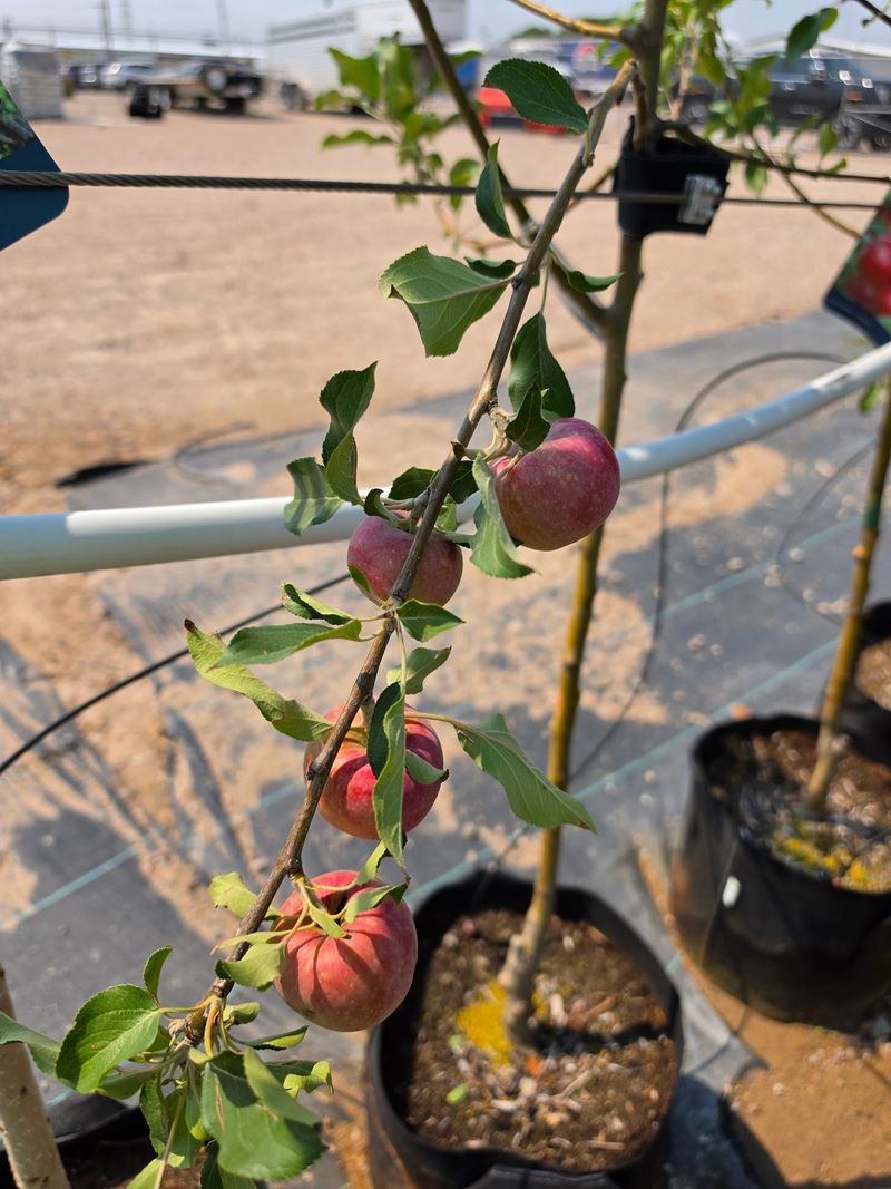 Stock Up On Vegetable Starts And Pepper Plants