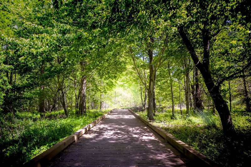 10 Quiet North Carolina Hikes To Escape The August Crowds In 2026 - Decor Hint Moccasin Trail, Pettigrew State Park, Creswell