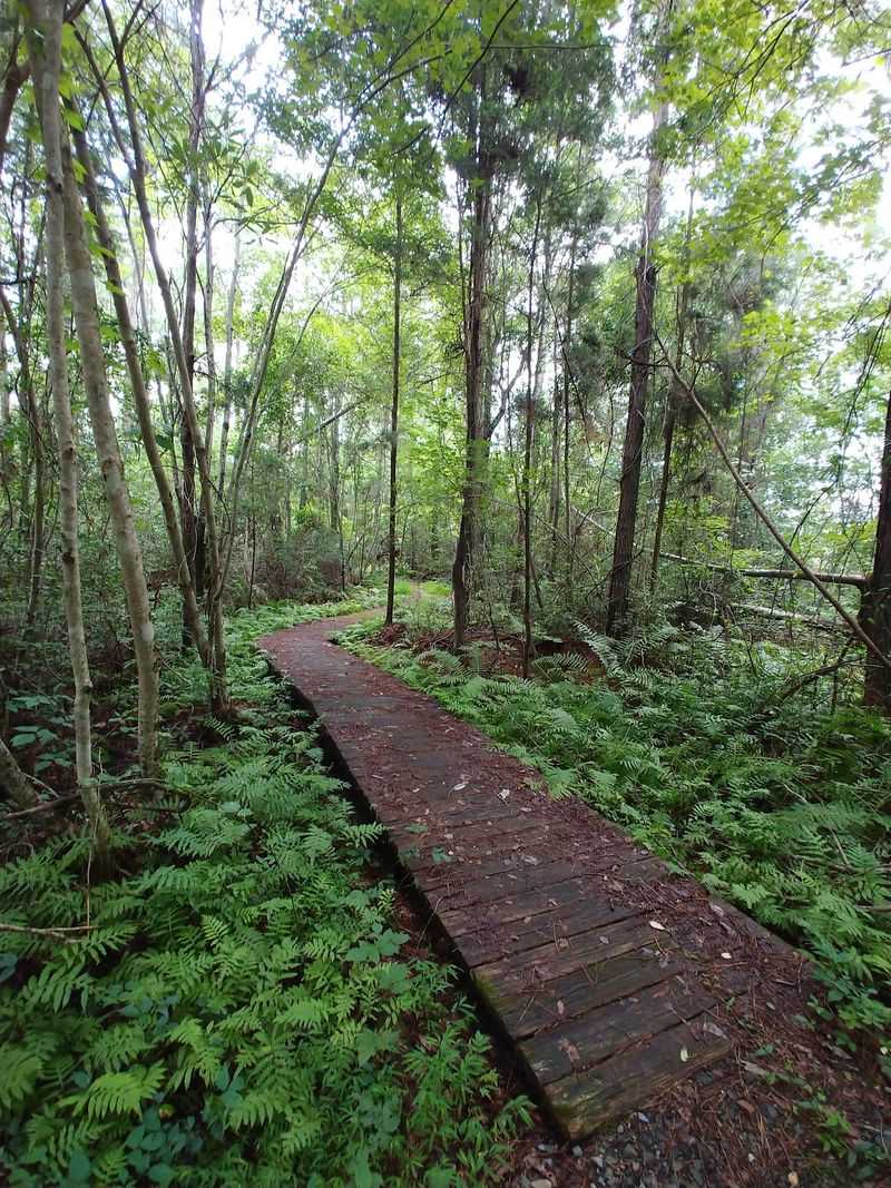 10 Quiet North Carolina Hikes To Escape The August Crowds In 2026 - Decor Hint Bay Trail, Jones Lake State Park, Elizabethtown