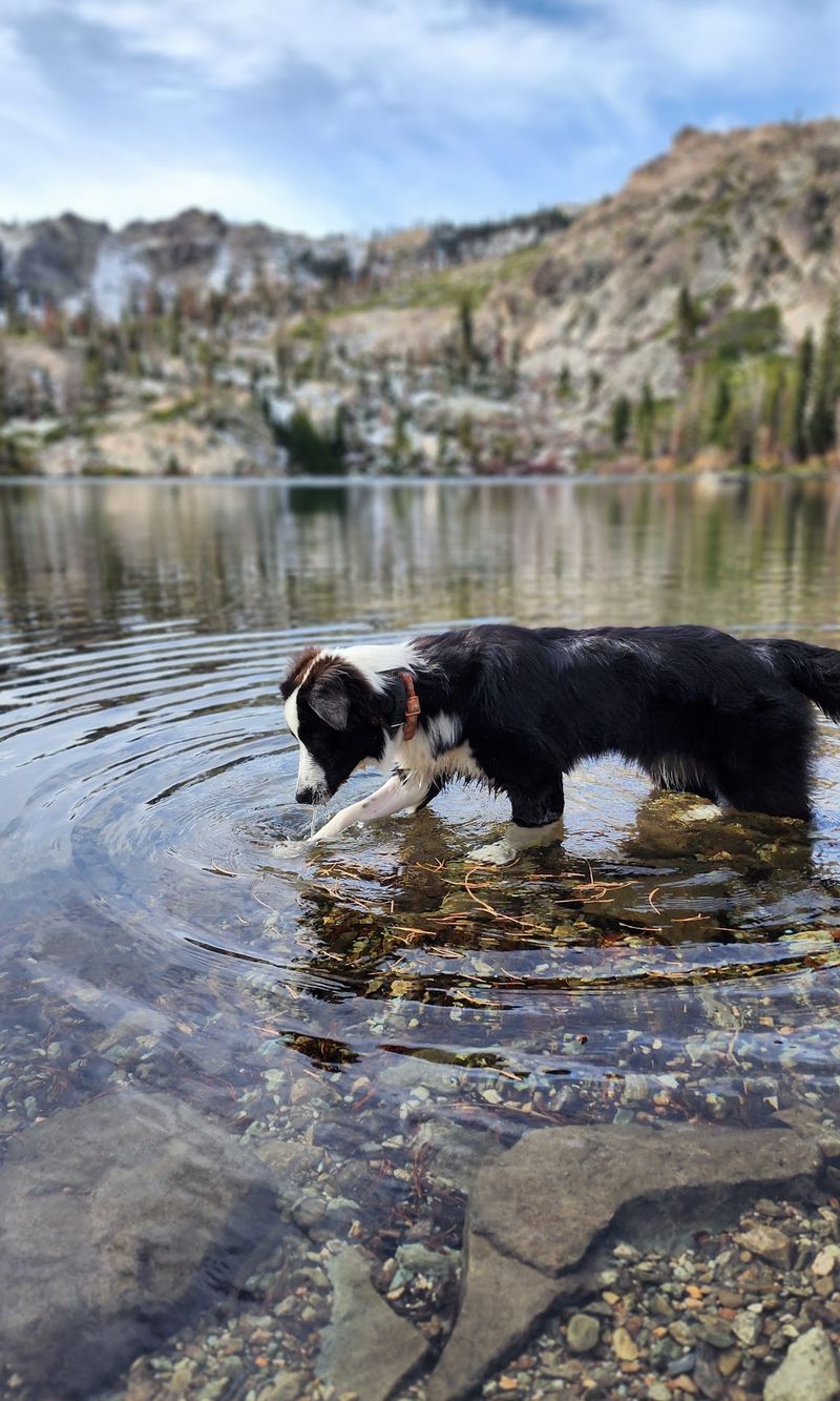 Lost Sierra Mountain Loop