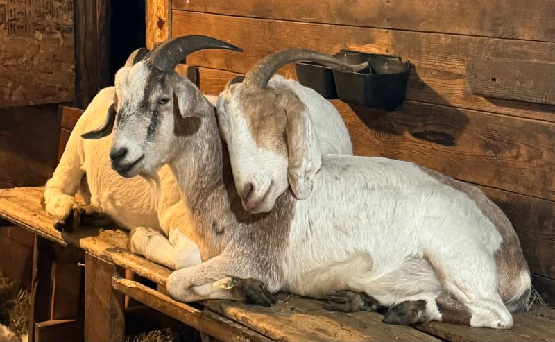 A Hundred-Year-Old Farm Sets The Scene