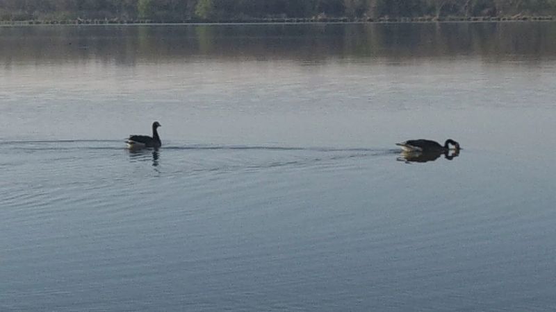 Keep An Eye Out For Bald Eagles And Water Birds