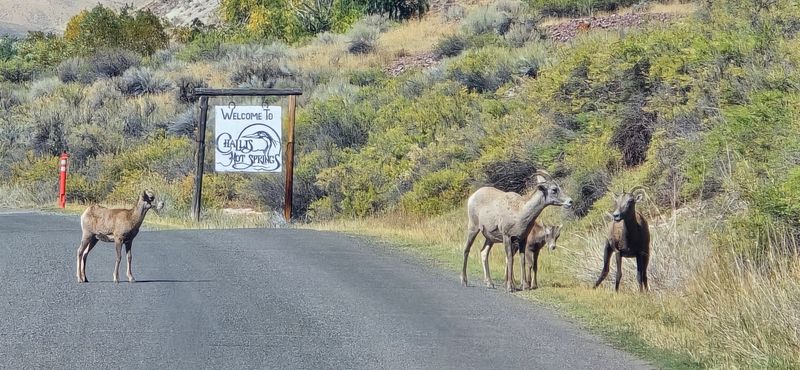 Deep In Idaho's Wilderness, One Hot Spring Still Feels Like A Secret - Decor Hint Bighorn Sheep On Cliffs