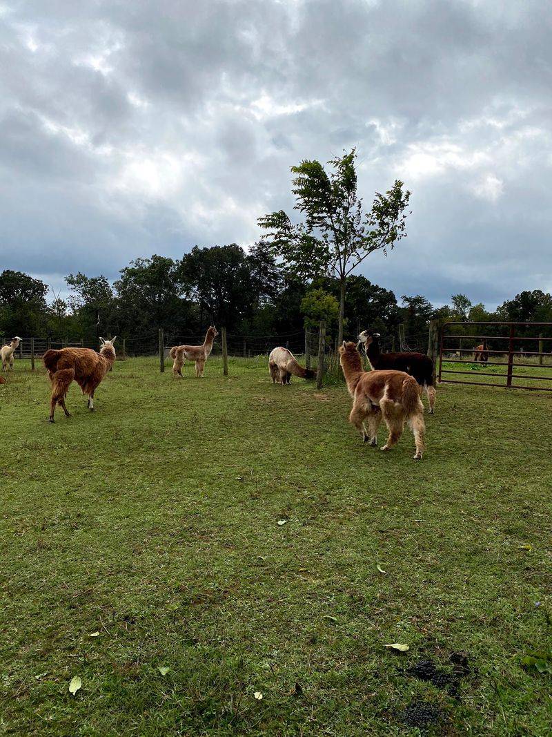 What Llamas Quietly Teach You