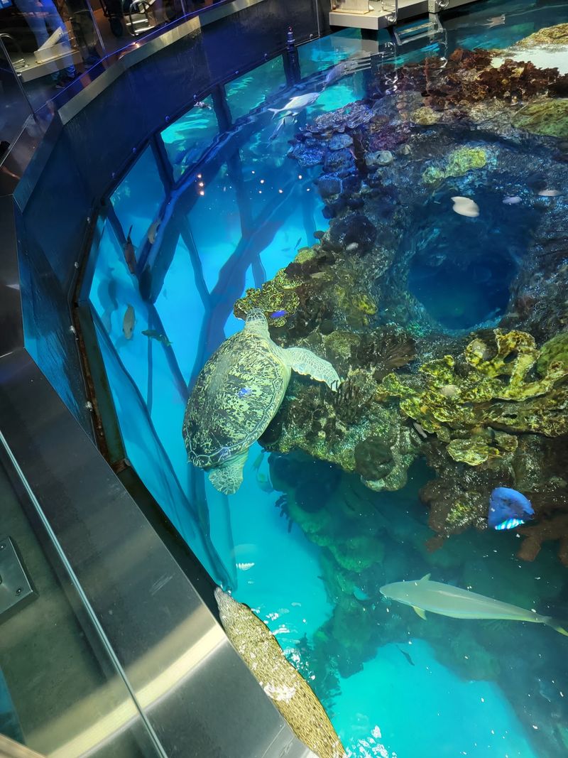 New England Aquarium, Boston