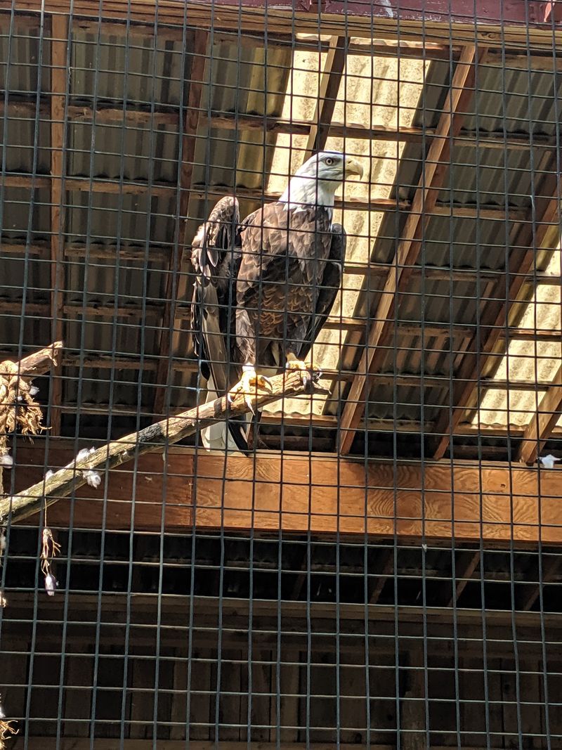 This Connecticut Nonprofit Helps Injured Birds Recover And Lets You Visit For Free - Decor Hint Raptor Aviaries You Can Walk Right Past