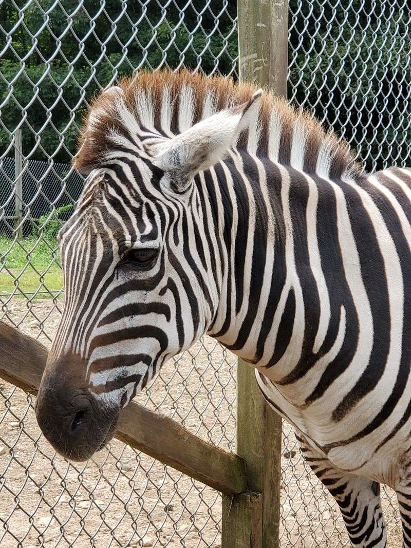 This Connecticut Animal Farm Lets You Feed Exotic Animals And Meet Everything From Zebras To Kangaroos - Decor Hint Zebras And Kangaroos Mix With Familiar Farm Animals