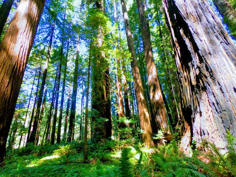 Cheatham Grove, Grizzly Creek Redwoods State Park