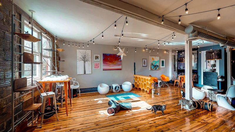 North Carolina Has 10 Cat Cafes Where Adoptable Cats Might Just Pick Their Own Humans - Decor Hint Mac Tabby Cat Cafe, Charlotte