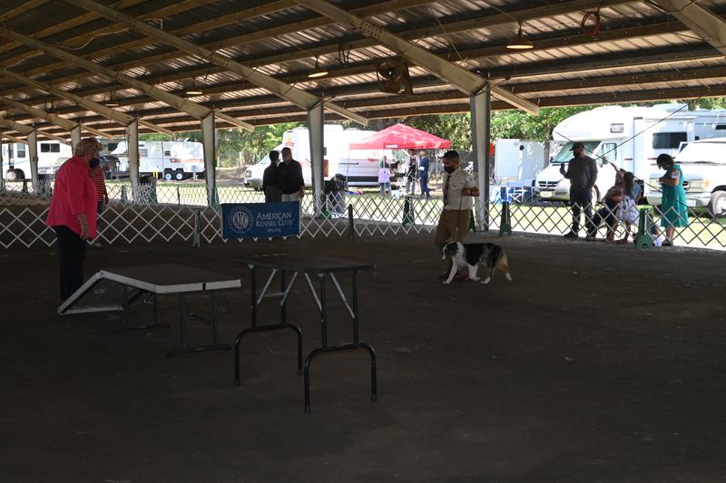 Watch The Dog Obedience Rally And Showmanship Events