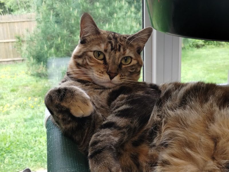 Perches And Hideaways Let Each Cat Find Its Space