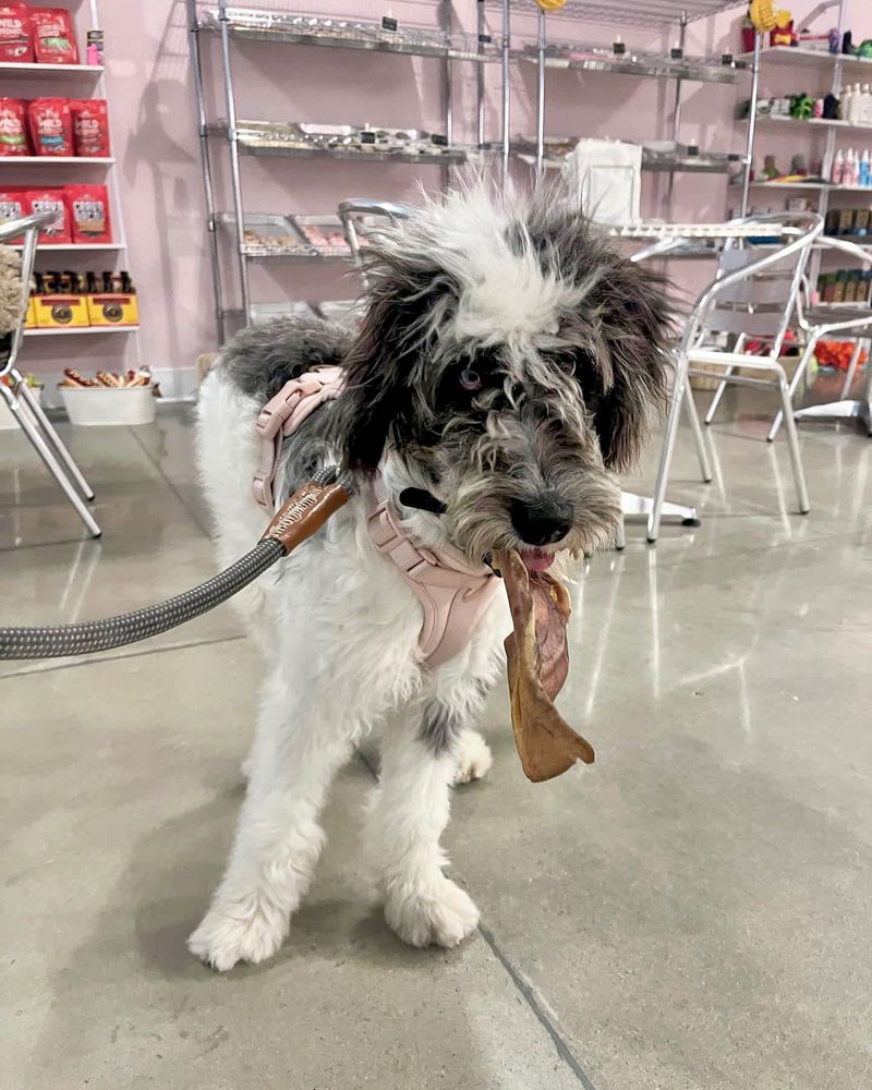 Ask About Private Shopping If Your Dog Needs A Quieter Visit