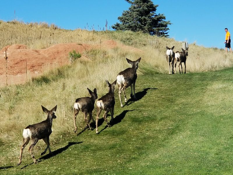 Wildlife That Shares The Fairways