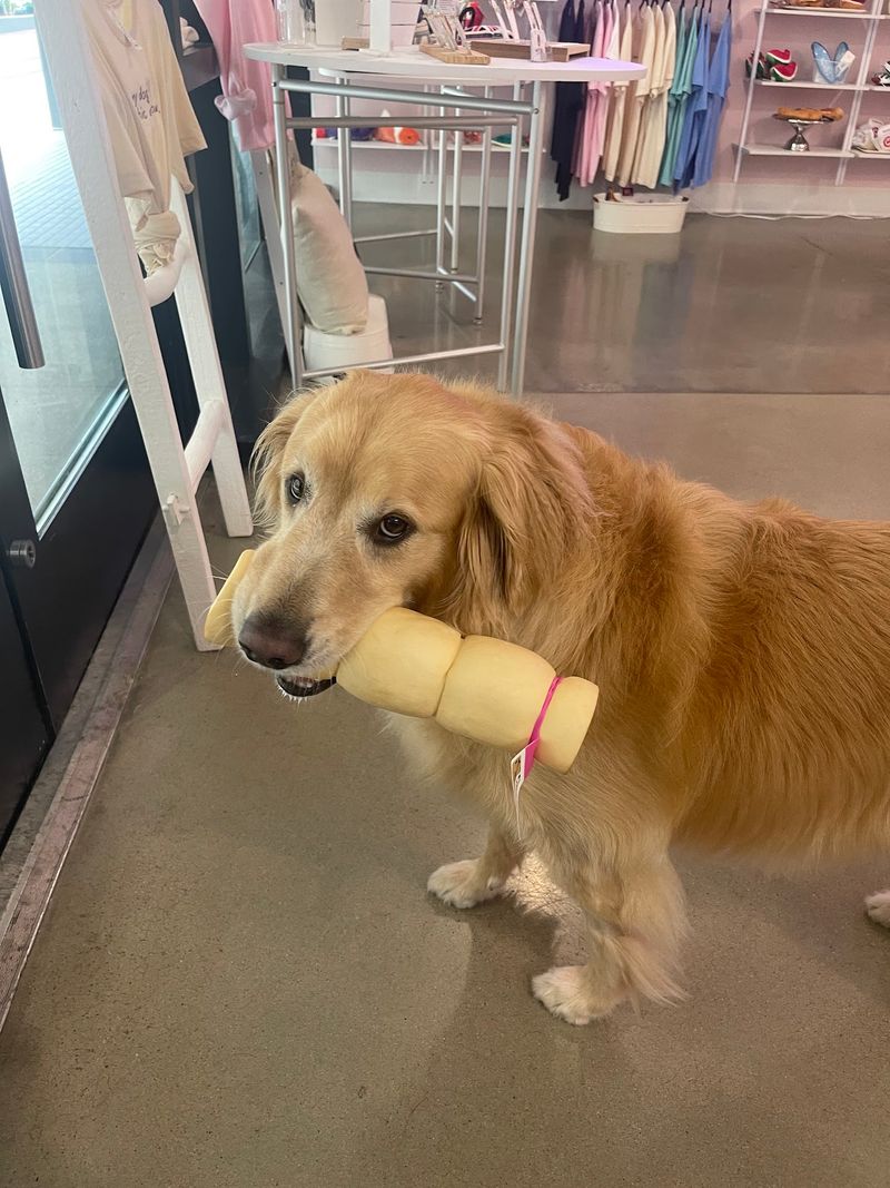 Leave With A Very Happy Dog And Probably Too Many Photos
