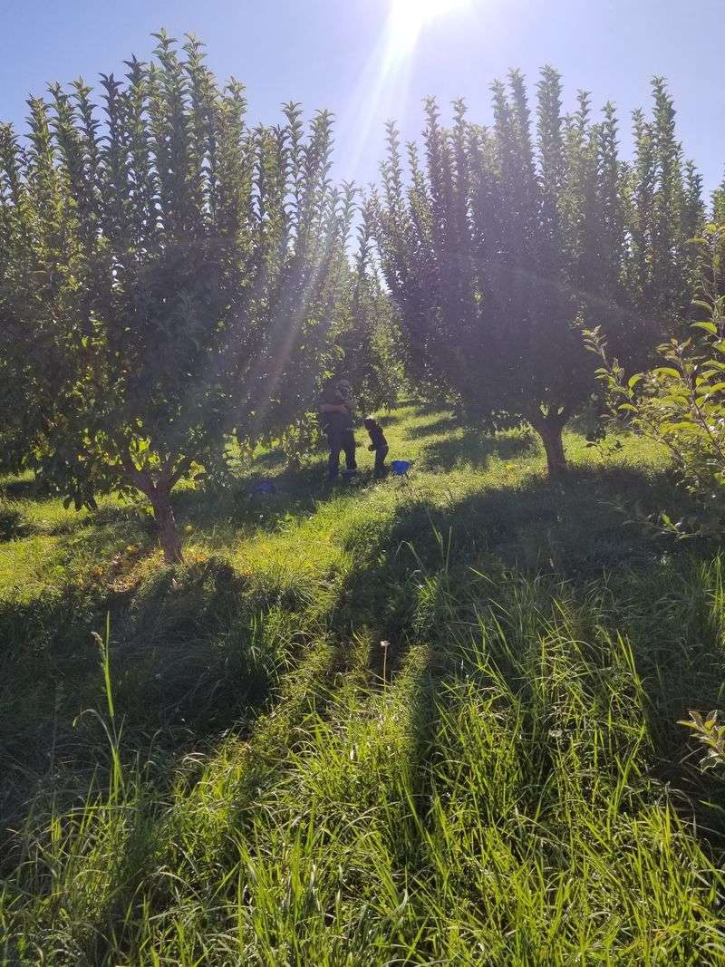 Bring The Family And Turn Fruit Picking Into An Easy Country Outing