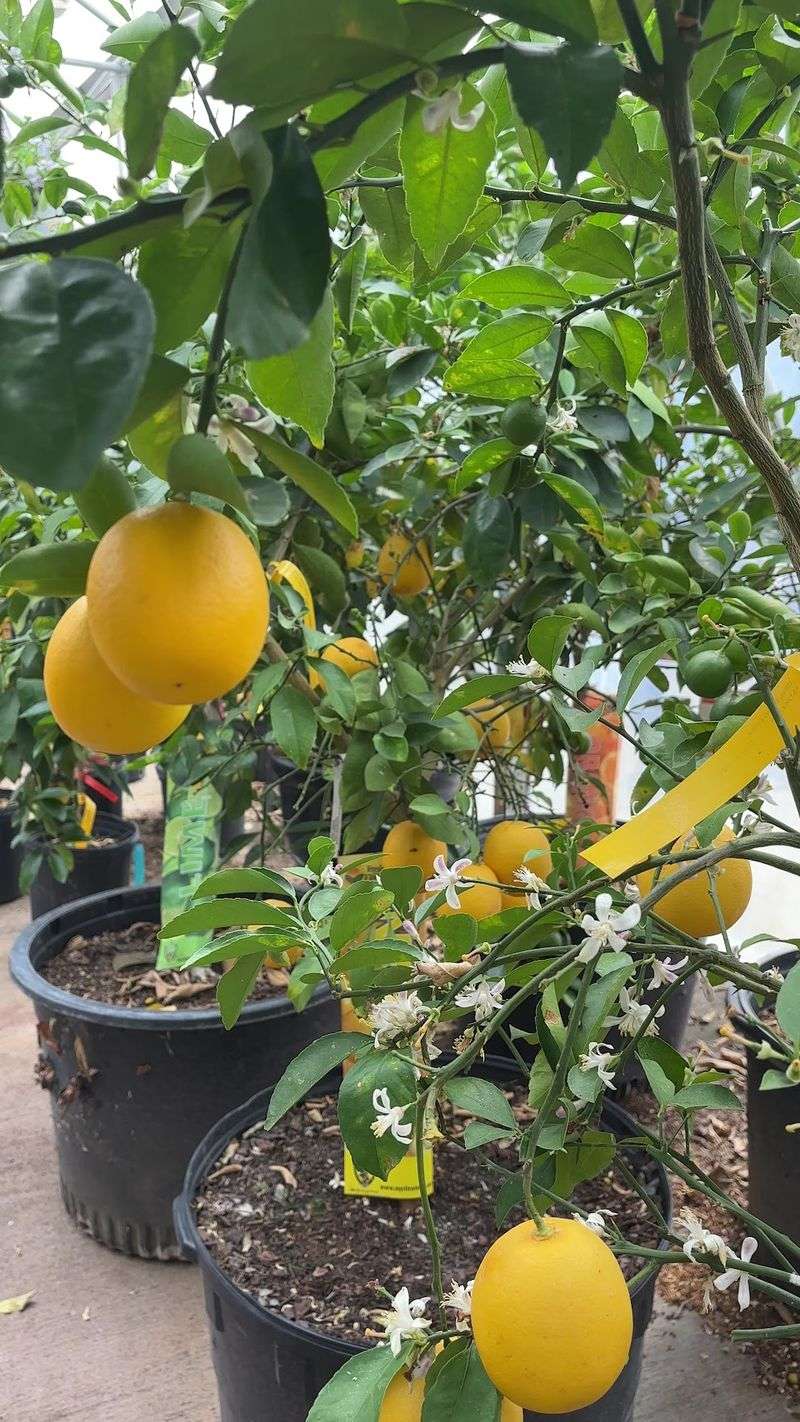 Bring Measurements When You Are Shopping For A Bigger Backyard Project