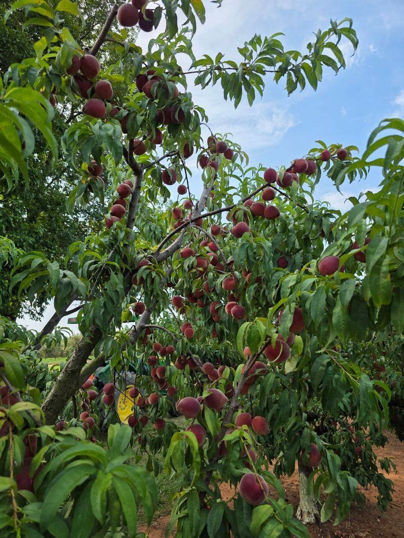 This North Carolina Farm Has Peach Picking, Flower Fields And Baby Highland Cows - Decor Hint Bring The Family For A Farm Day That Goes Well Beyond Filling A Basket