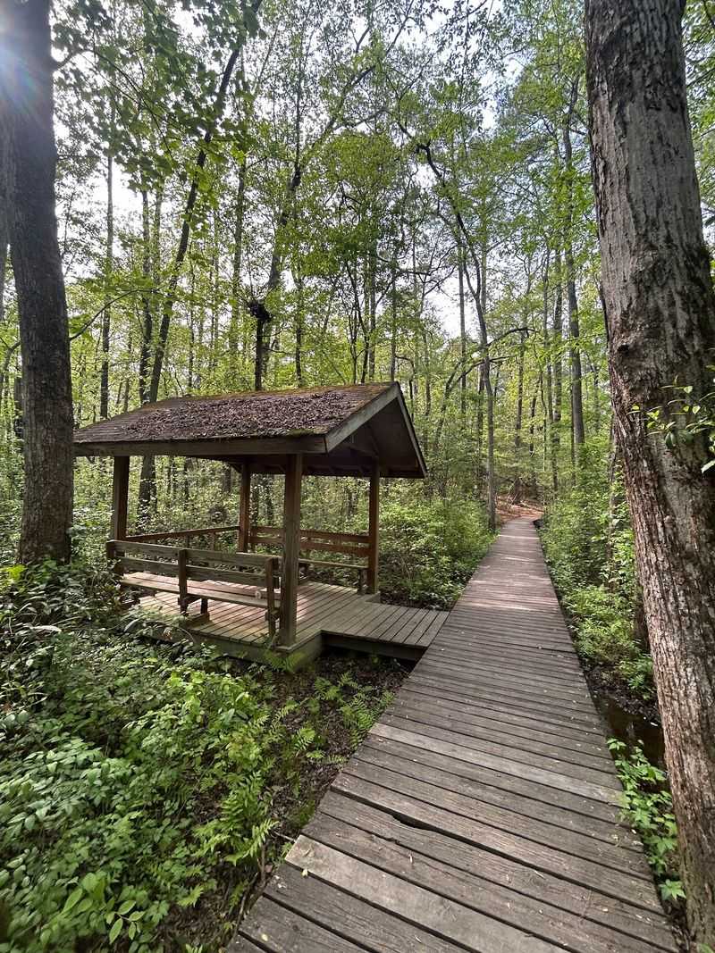 10 Quiet North Carolina Hikes To Escape The August Crowds In 2026 - Decor Hint Holly Road Trail, Weymouth Woods, Southern Pines