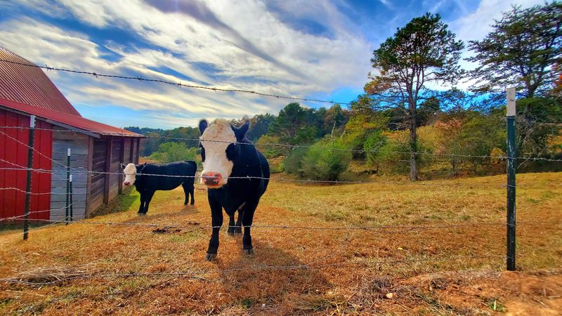 Kids Enjoy Cows, A Playground, And Tire Swings