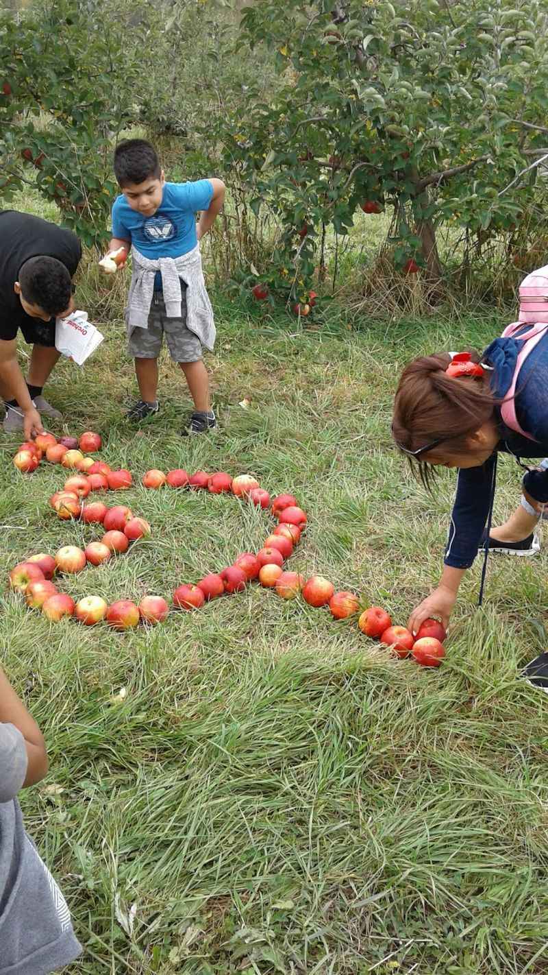 This Beautiful New York Farm Is Quietly Opening Its Apple Orchards Before The Fall Crowds Arrive - Decor Hint Why Early Season Beats Peak Weekend