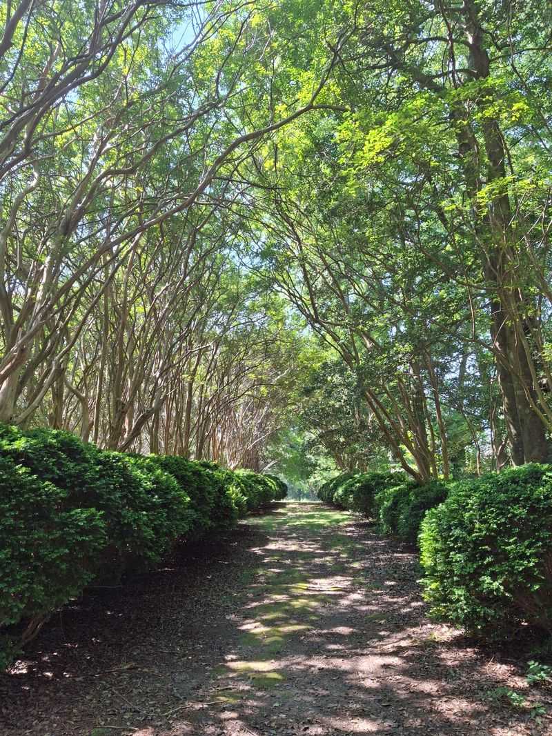 Chippokes State Park, Forest Trails, Surry