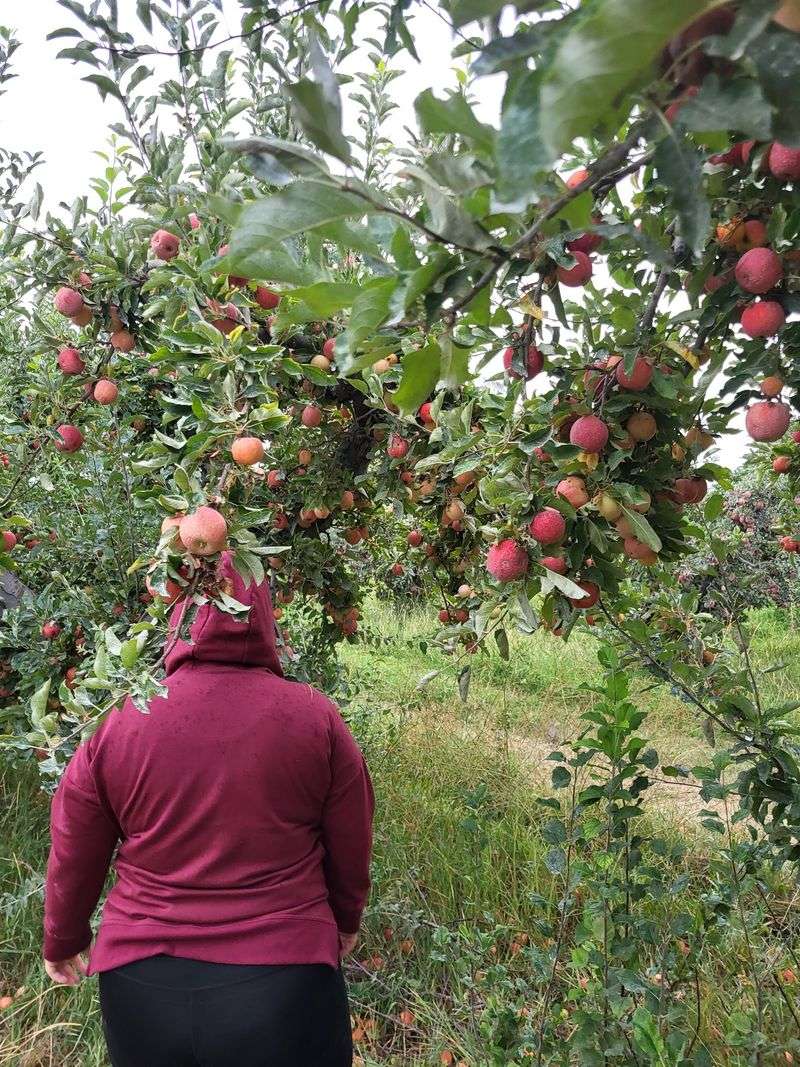 Plan Your Apple-Picking Trip For Later Instead Of Showing Up Too Soon