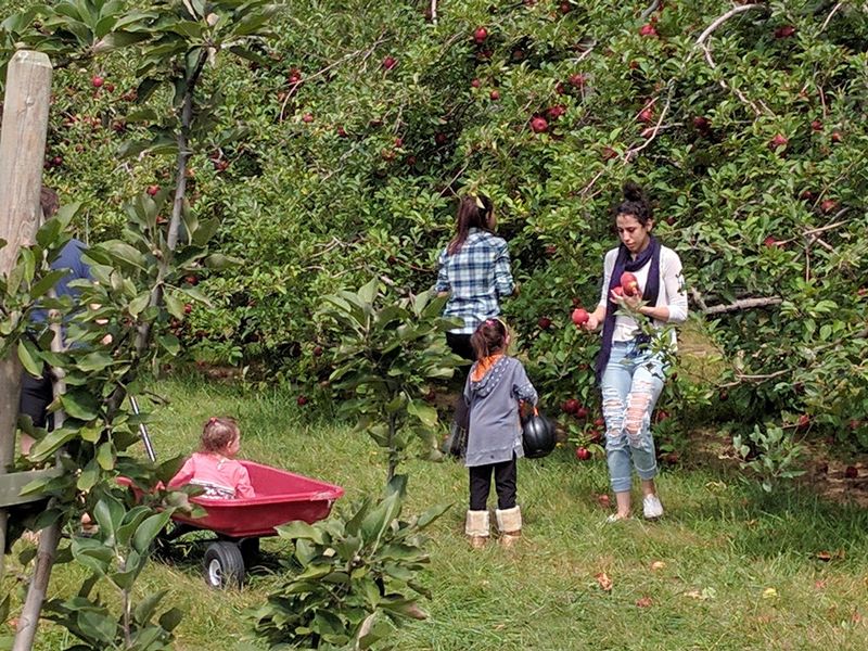 This North Carolina Orchard Lets You Pick Honeycrisp Gala And Fuji Apples Straight From The Trees - Decor Hint Compare Early Fuji With Late Fuji While You Fill Your Bag