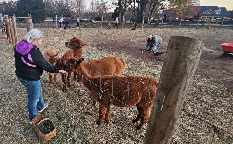 Leave With A New Favorite Flavor And A Few Alpaca Photos