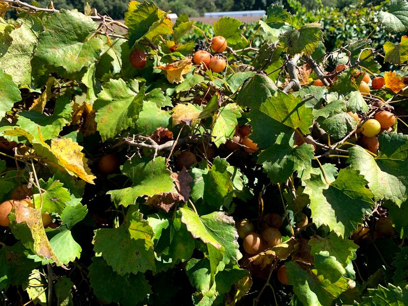 This 2-Acre North Carolina U-Pick Vineyard Is Loaded With 4 Kinds Of Muscadine Grapes - Decor Hint Head Home With A Mix Of All Four U-Pick Varieties