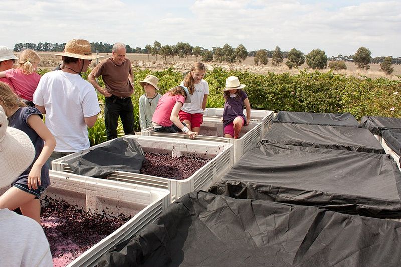 Join The Grape Stomp Contest Instead Of Just Watching From The Sidelines