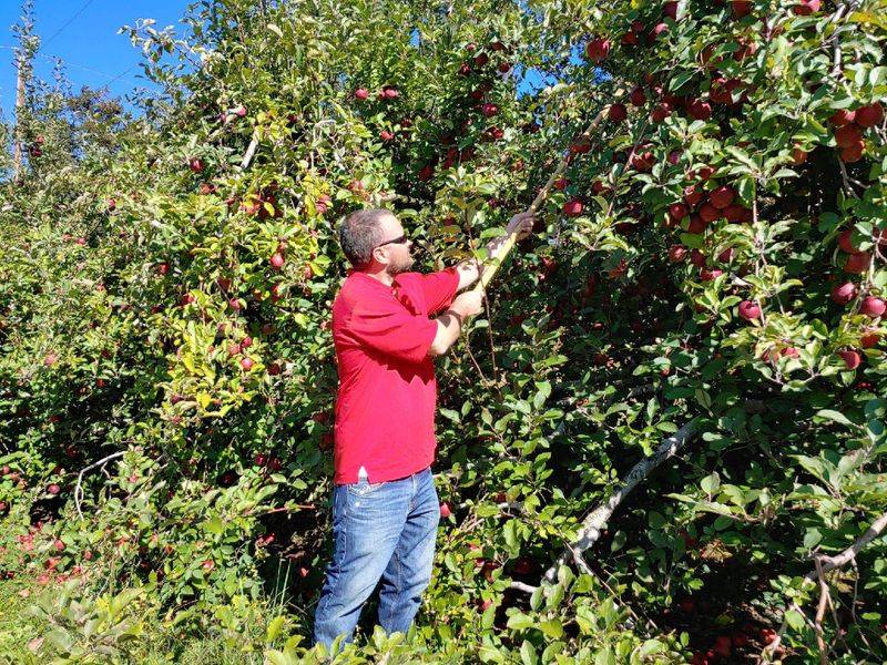 This North Carolina Orchard Lets You Pick Honeycrisp Gala And Fuji Apples Straight From The Trees - Decor Hint Check The Ripening Schedule Before Choosing Your Picking Day