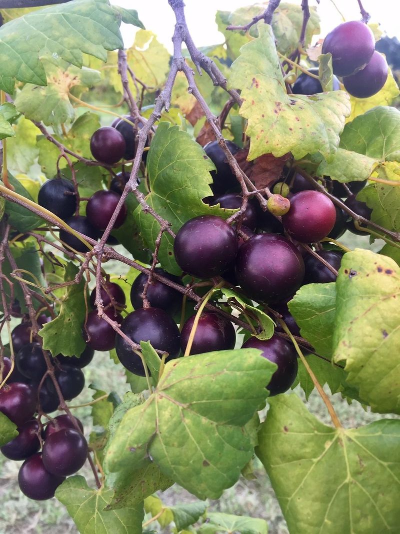 This 2-Acre North Carolina U-Pick Vineyard Is Loaded With 4 Kinds Of Muscadine Grapes - Decor Hint Look For Dark Nesbitt Grapes As You Fill Your Bucket