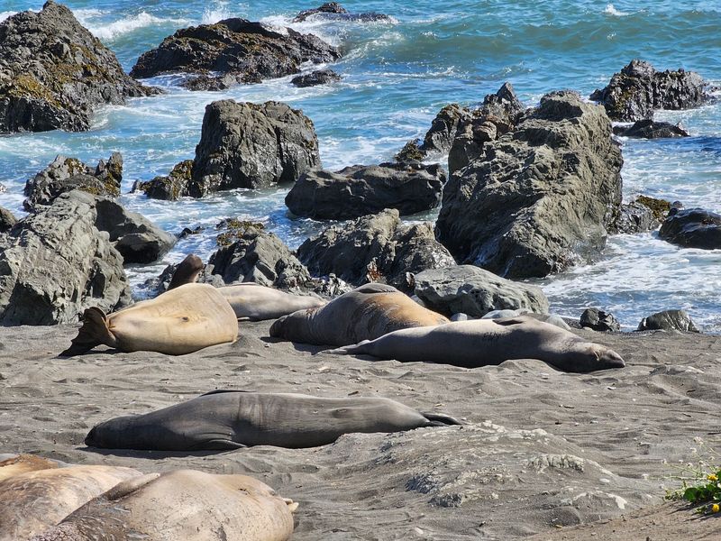 Watch Wildlife Along The Coast